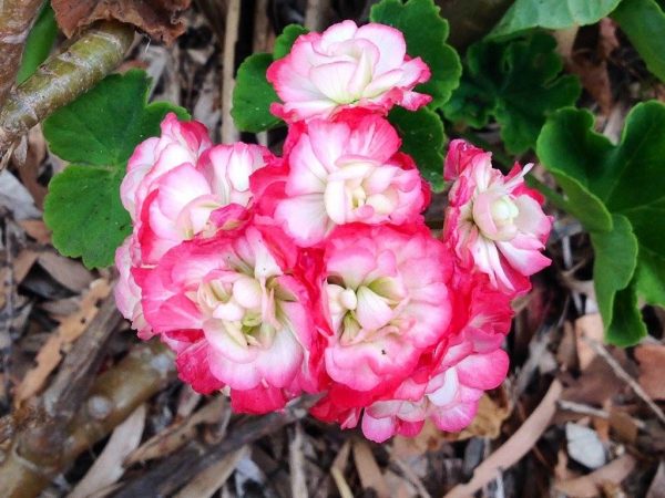 pink and white geranium blooms