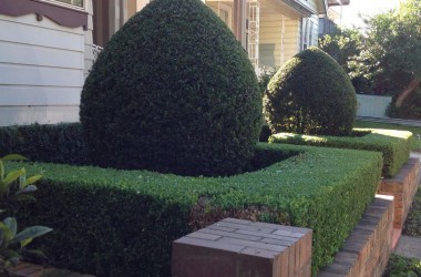 front yard trimming