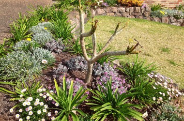 glenda's garden in new lambton