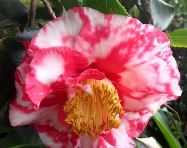 camellia sasanqua