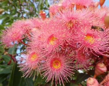 flowering gum