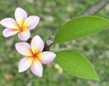 close up of frangipani flower