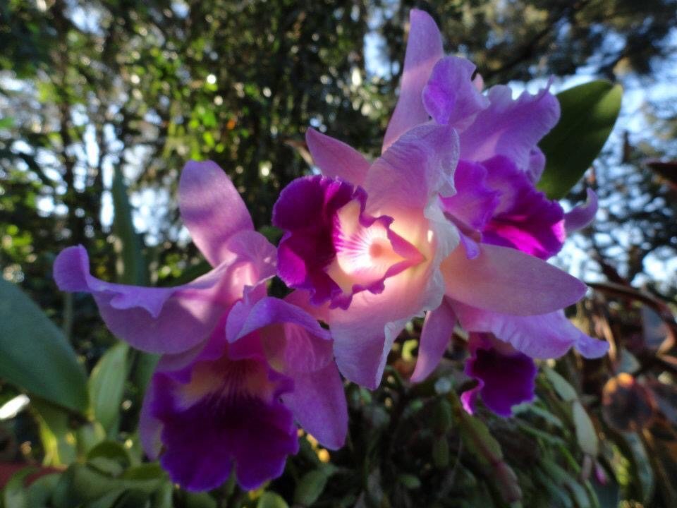 My orchids -