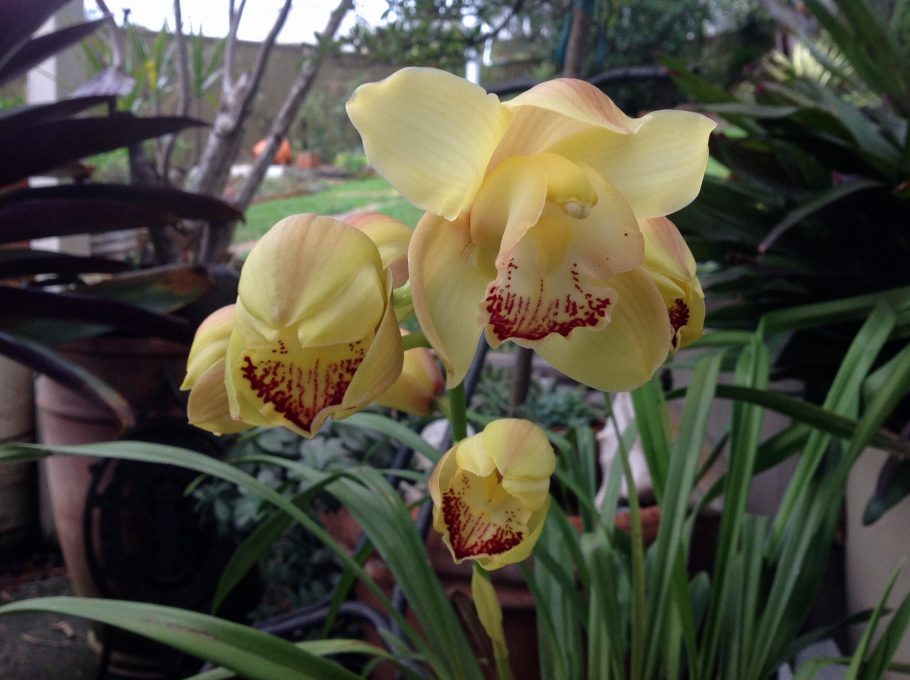 yellow orchids