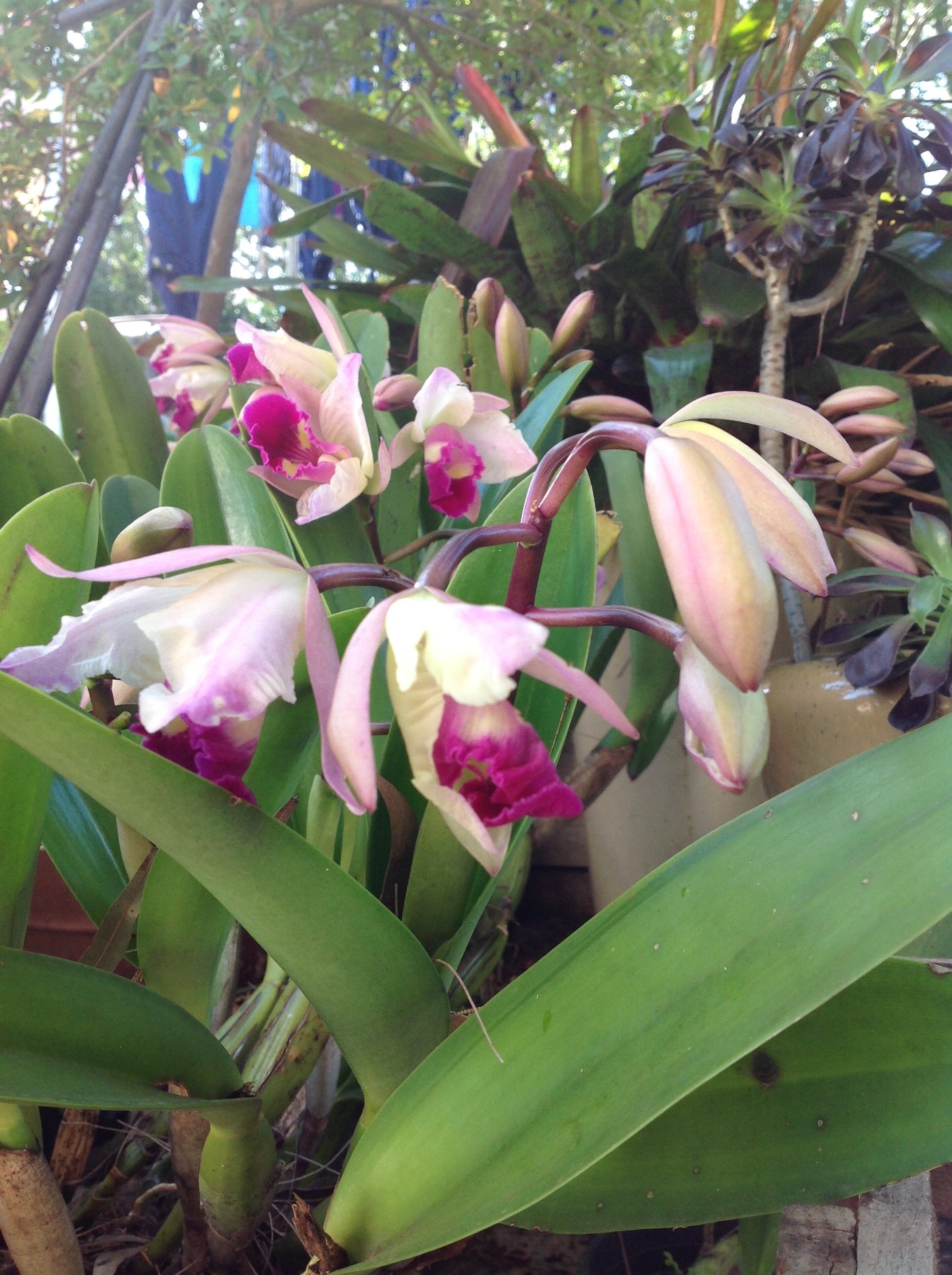 My orchids -