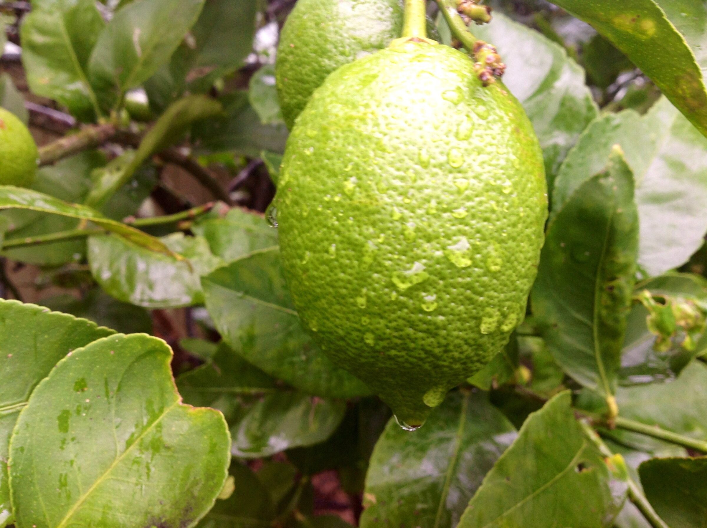 Lemon tree care -