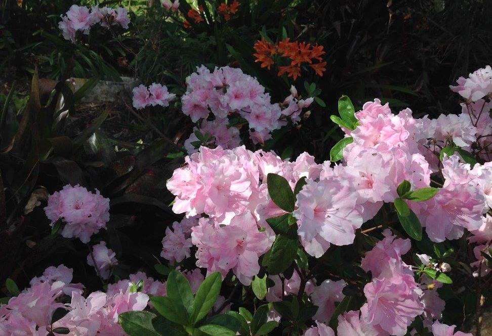 pink geranium in my newcastle gardens
