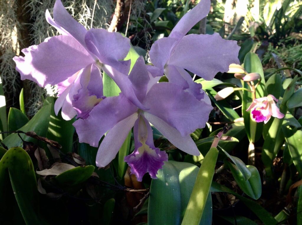 My orchids » Orchids