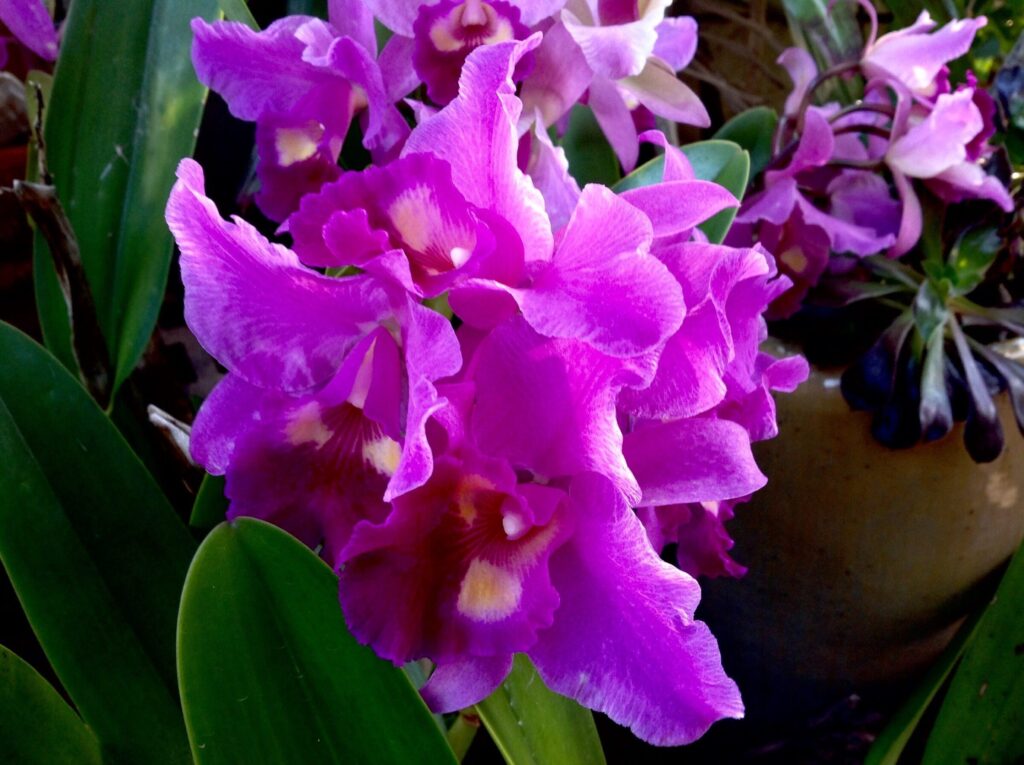 My orchids » Orchids